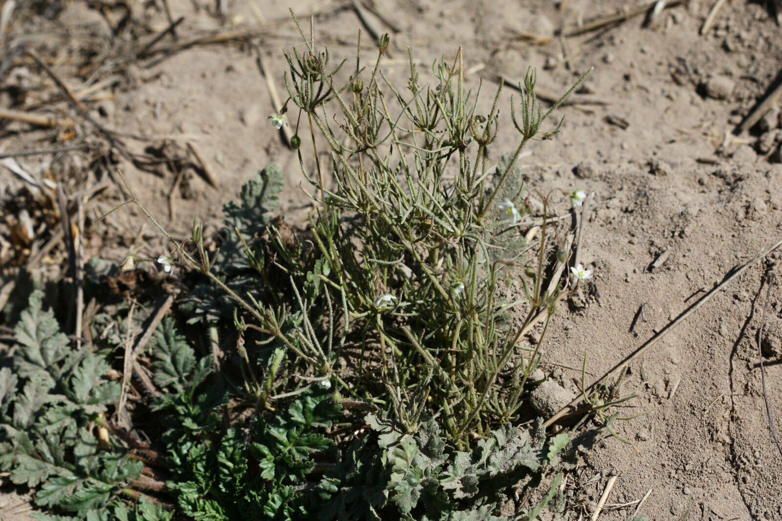 High Resolution Spergularia arvensis Plant